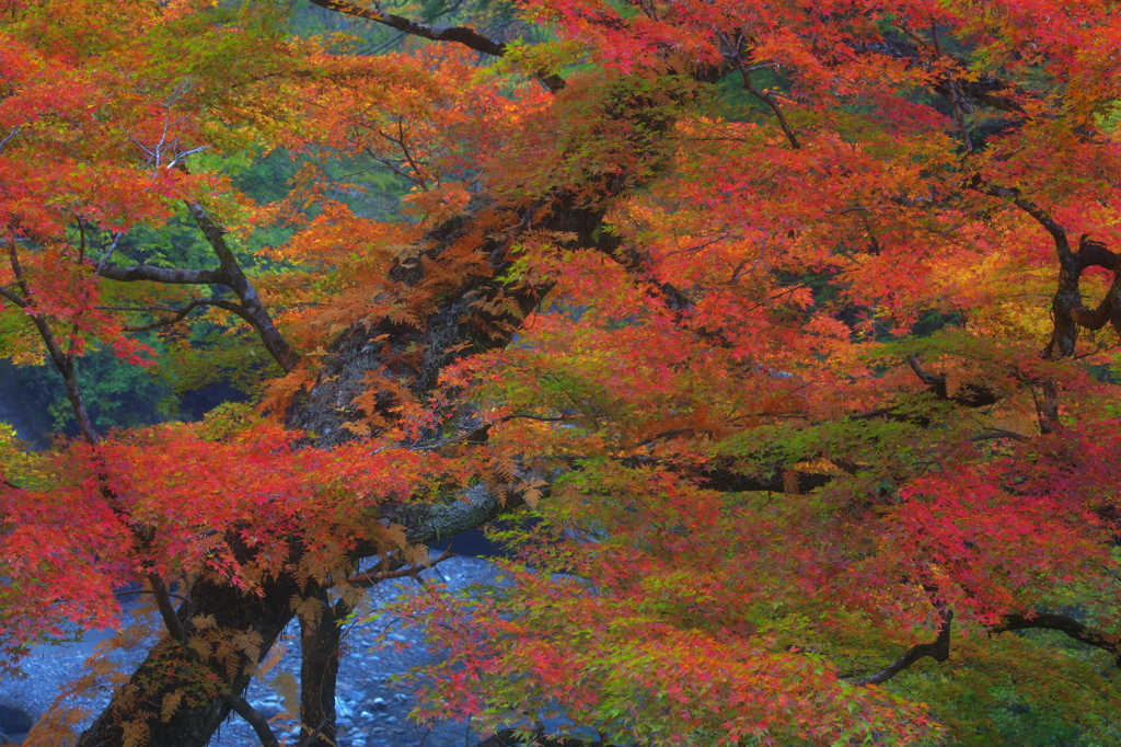 紅葉