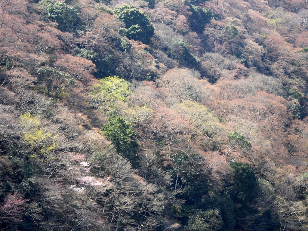 萌え出す嵐山