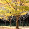 ケヤキ