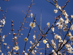 早咲き