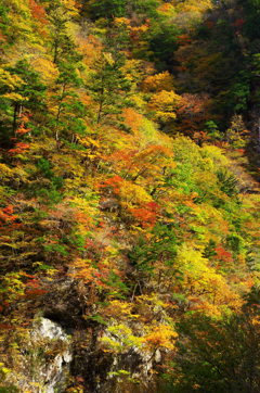 錦秋の中津峡錦淵