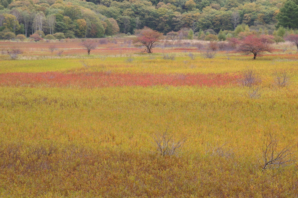 草紅葉