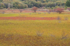 草紅葉