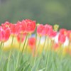 チューリップのハーモニー