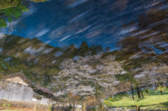 静流桜吹雪