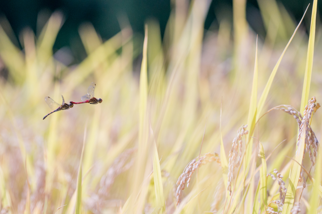 flight of autumn