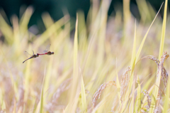 flight of autumn