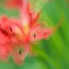 記憶に咲く花