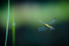 Hovering　~静思~