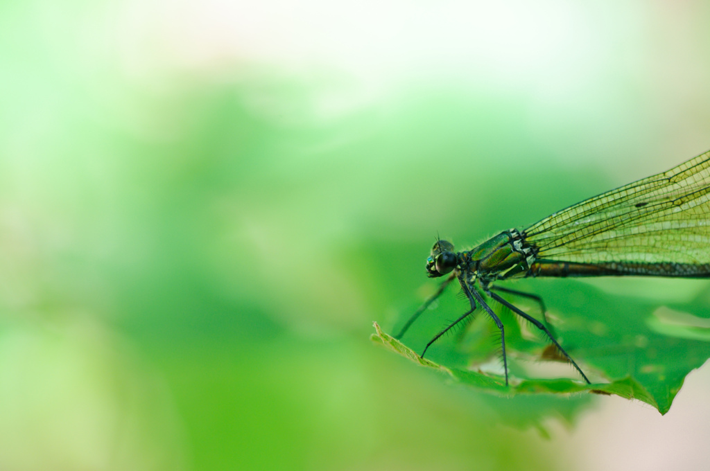 Green Air