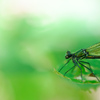 Green Air