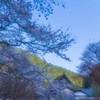 夢幻桜