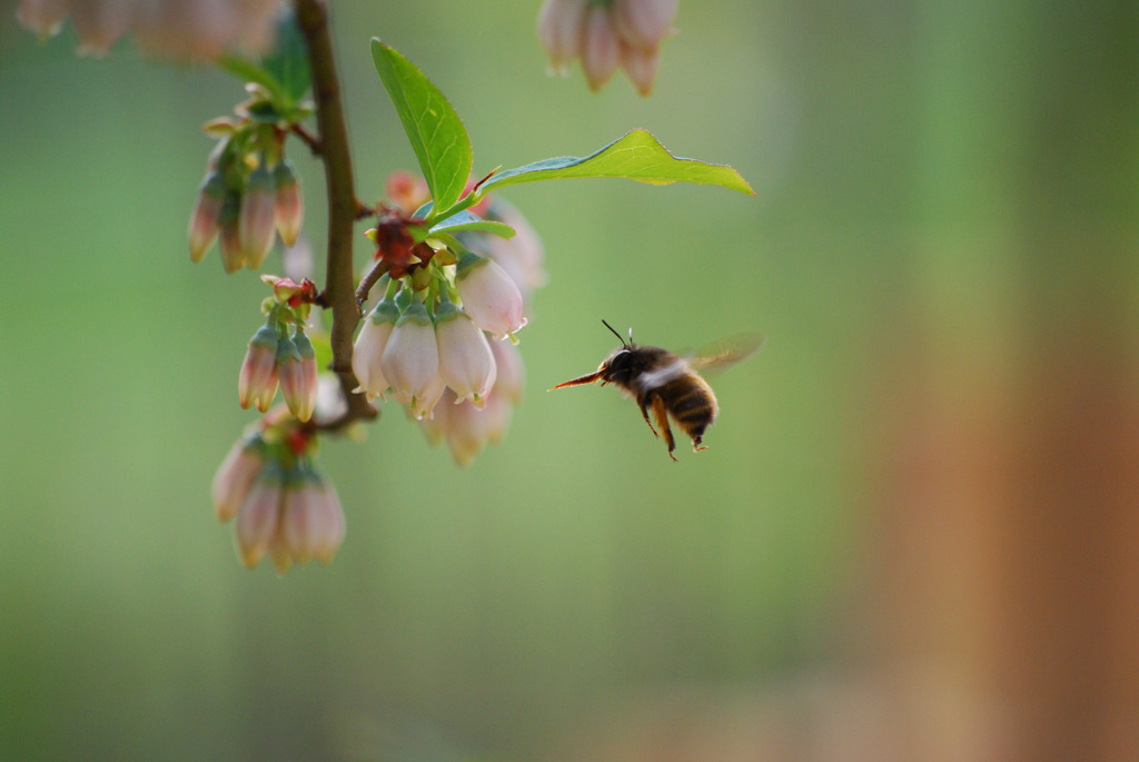 Hovering in Spring
