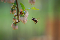 Hovering in Spring