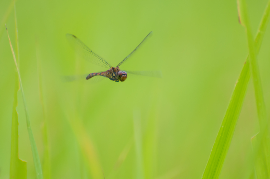 Autumn　Flight
