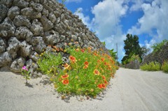 曲がり角の花