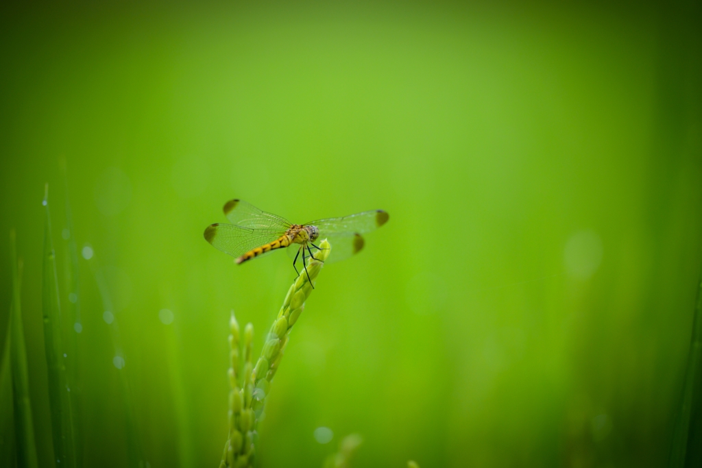 into the green