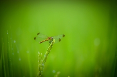 into the green