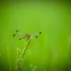 into the green