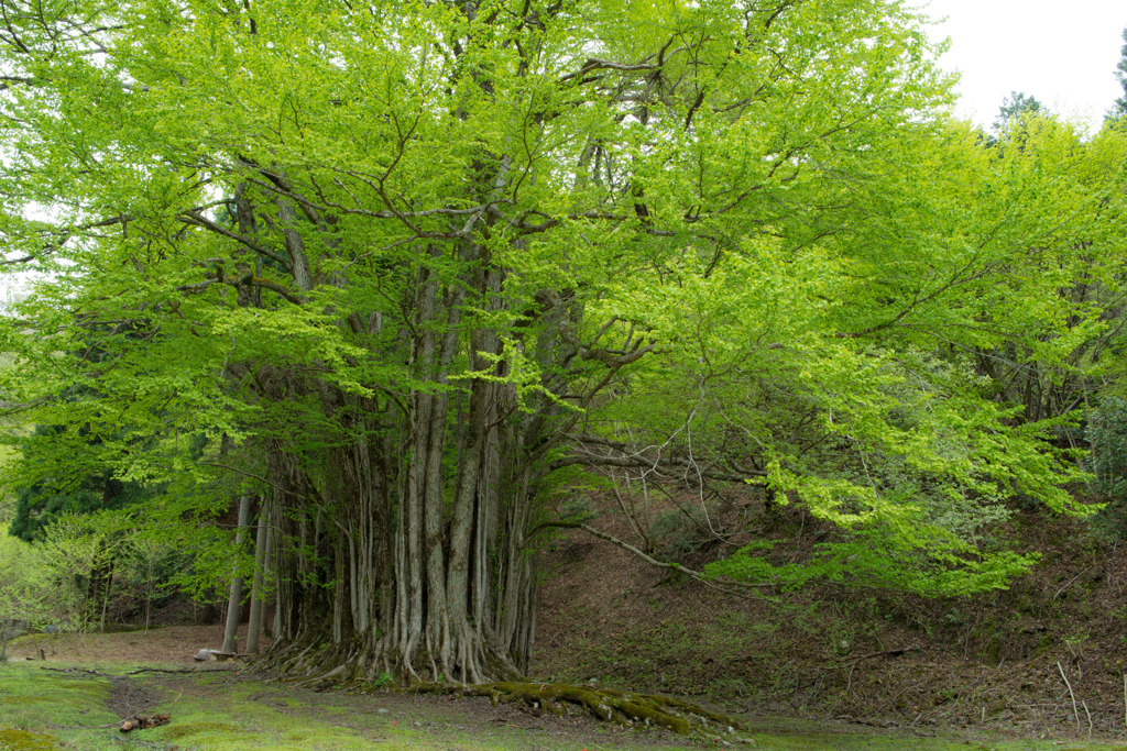 新緑の糸井大カツラ