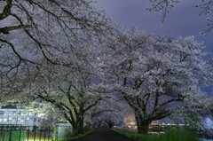 夜桜並木路