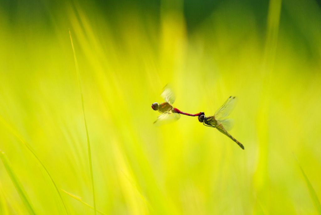 Honeymoon　Flight