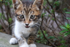 curiosity