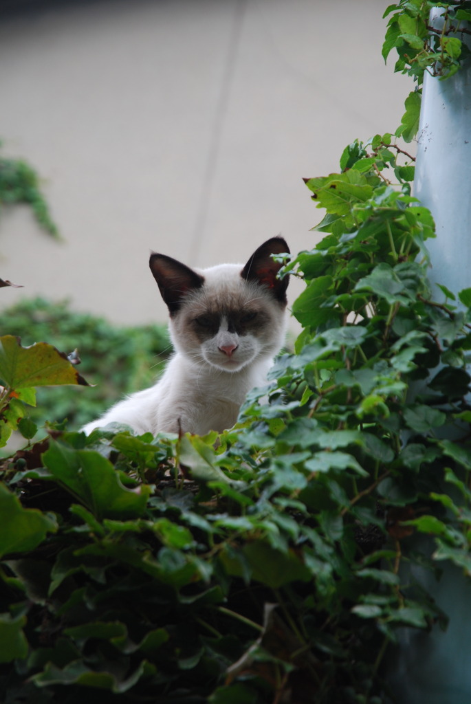 glance