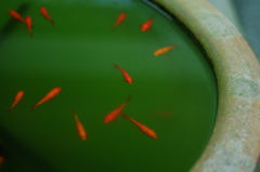 a gold fish