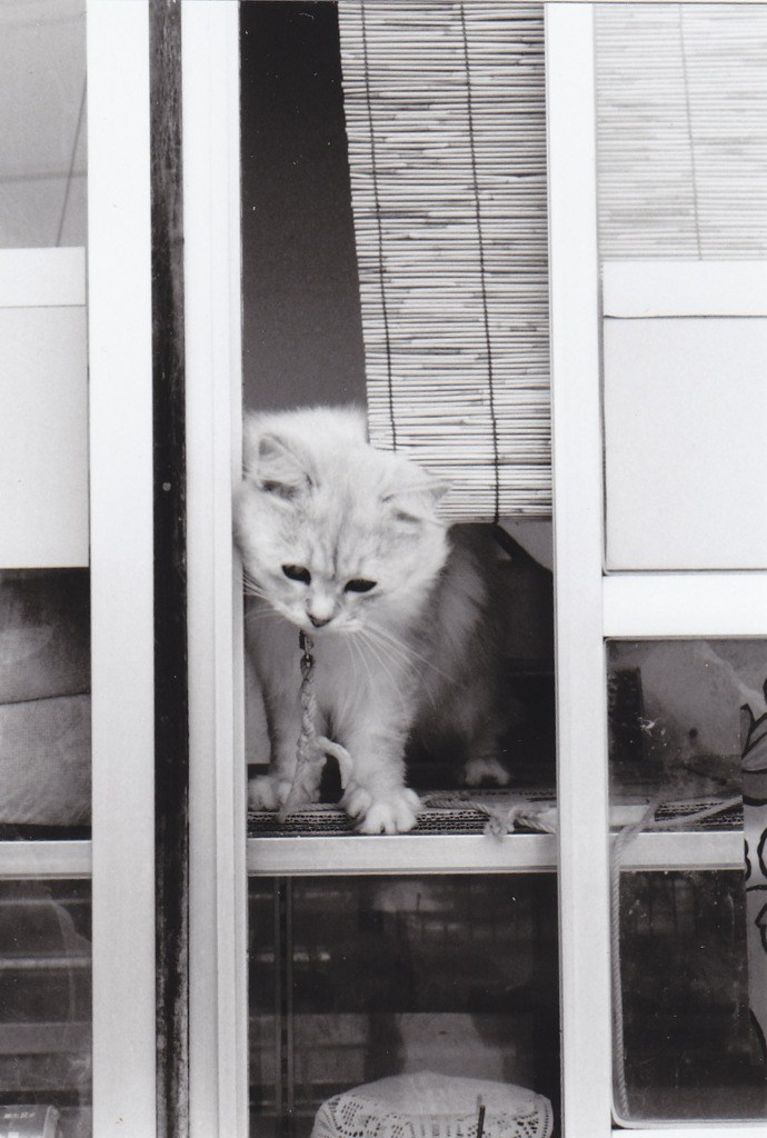 駅舎に住み着く猫