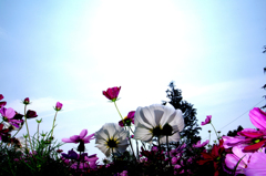 ”中世の花園”