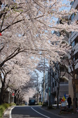 桜道