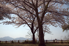 大きな桜の下で