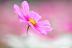 秋桜