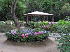 紫陽花 