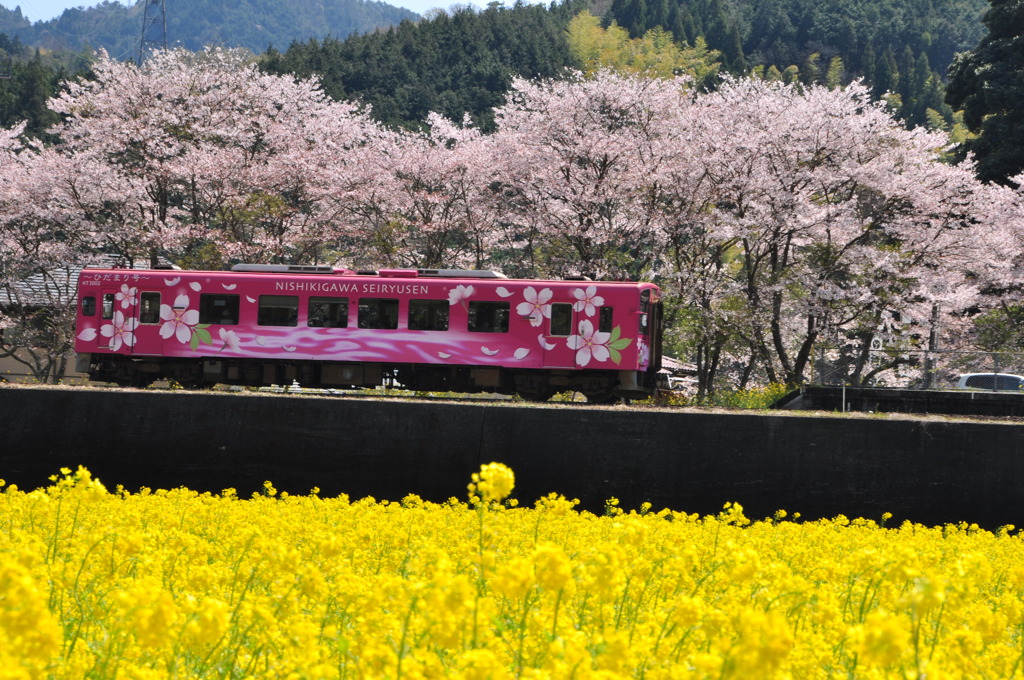 菜の花とひだまり号