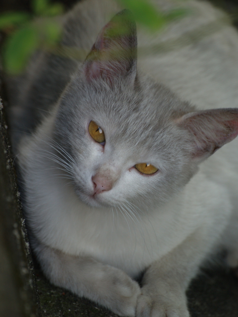 なんだにゃん？