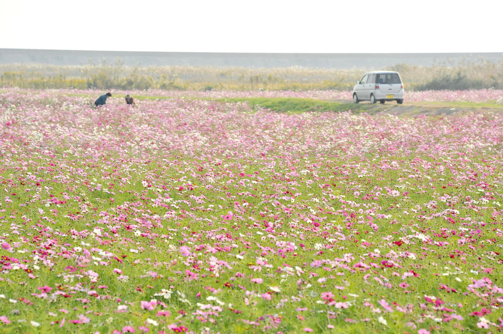 Cosmos field