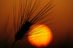 夕焼け