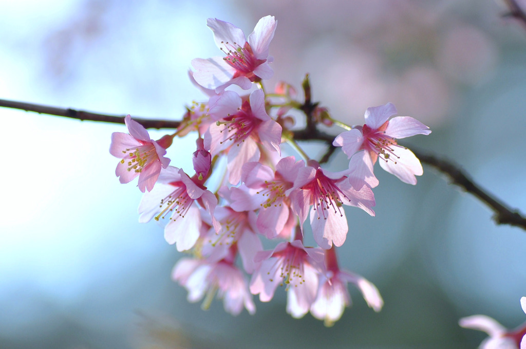 Cherry blossom*