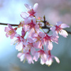 Cherry blossom*