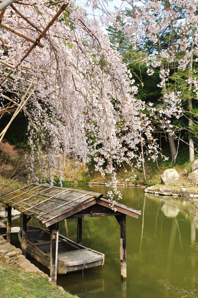 曹源寺　枝垂れ桜