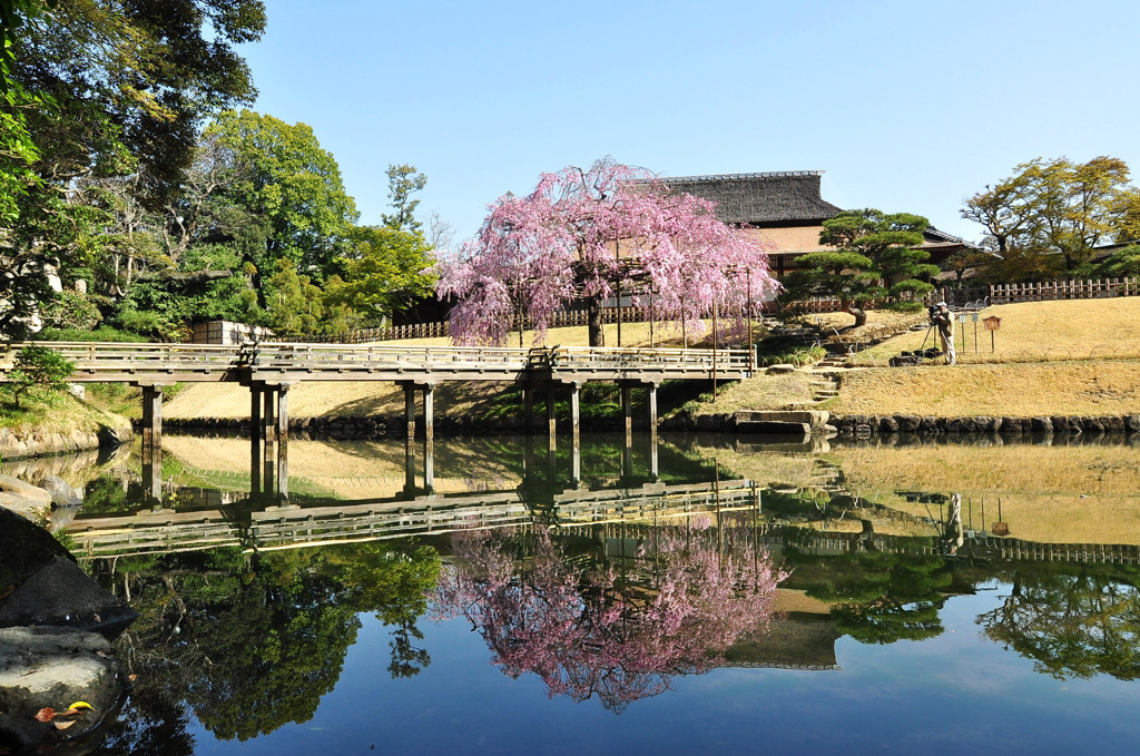 後楽園　花葉の池