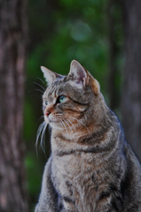 猫san*