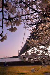 瀬戸大橋　桜の頃・・・