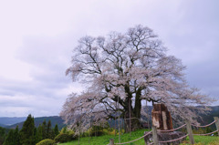 醍醐桜*     「大勢坂」