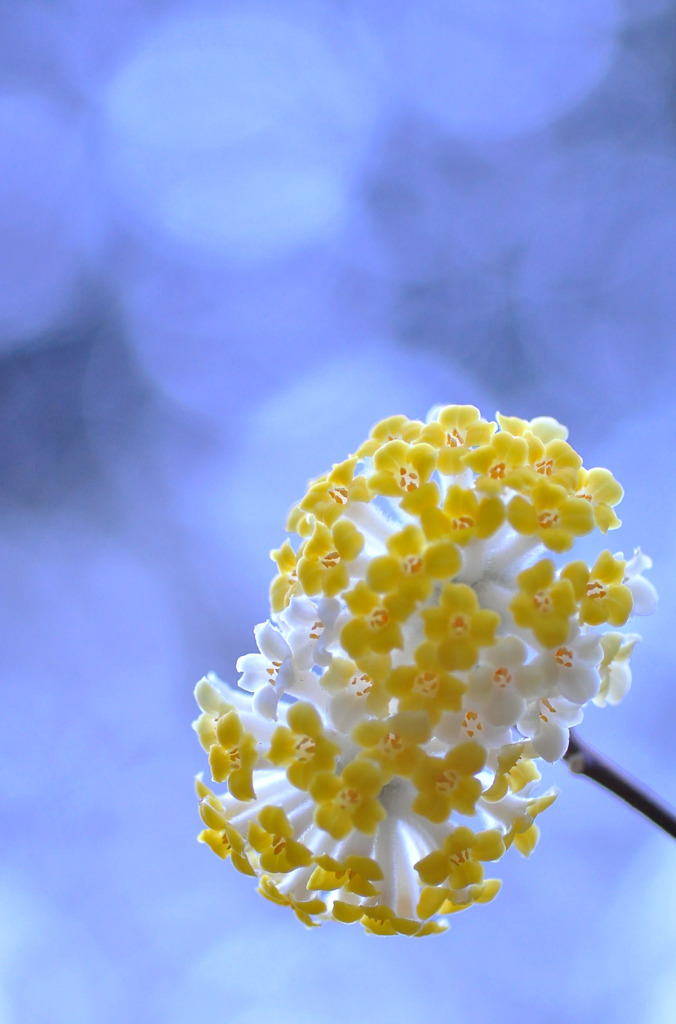 花灯り*
