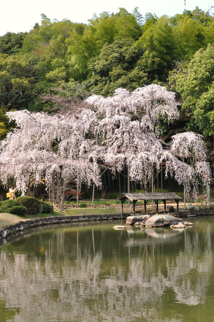 Sakura*  枝垂れ・・・