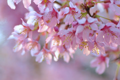 桜の時・・・