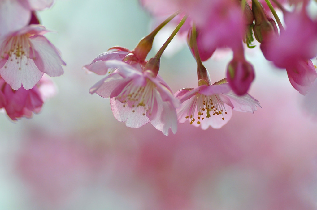 桜色舞う頃・・・